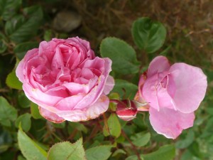 KISS ME KATE (climber)